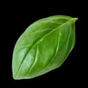 Basil